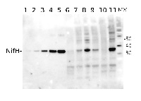 NifH | Nitrogenase iron protein in the group Antibodies Plant/Algal  / Global Antibodies at Agrisera AB (Antibodies for research) (AS01 021A)